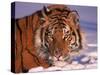 Siberian Tiger, Panthera Tigris Altaica-Lynn M^ Stone-Stretched Canvas