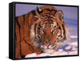Siberian Tiger, Panthera Tigris Altaica-Lynn M^ Stone-Framed Stretched Canvas