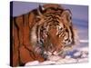 Siberian Tiger, Panthera Tigris Altaica-Lynn M^ Stone-Stretched Canvas