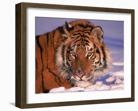 Siberian Tiger, Panthera Tigris Altaica-Lynn M^ Stone-Framed Premium Photographic Print