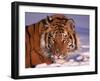 Siberian Tiger, Panthera Tigris Altaica-Lynn M^ Stone-Framed Premium Photographic Print