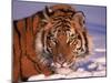 Siberian Tiger, Panthera Tigris Altaica-Lynn M^ Stone-Mounted Premium Photographic Print