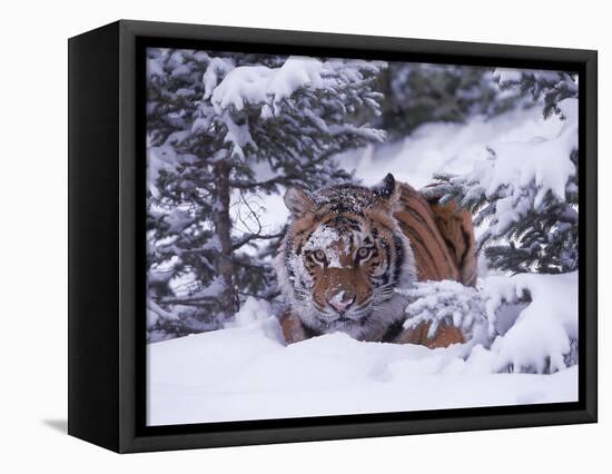 Siberian Tiger, Panthera Tigris Altaica-Lynn M^ Stone-Framed Stretched Canvas