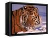 Siberian Tiger, Panthera Tigris Altaica-Lynn M^ Stone-Framed Stretched Canvas