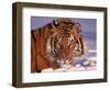 Siberian Tiger, Panthera Tigris Altaica-Lynn M^ Stone-Framed Photographic Print