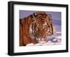 Siberian Tiger, Panthera Tigris Altaica-Lynn M^ Stone-Framed Photographic Print