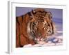 Siberian Tiger, Panthera Tigris Altaica-Lynn M^ Stone-Framed Photographic Print