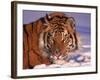 Siberian Tiger, Panthera Tigris Altaica-Lynn M^ Stone-Framed Photographic Print