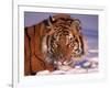 Siberian Tiger, Panthera Tigris Altaica-Lynn M^ Stone-Framed Photographic Print