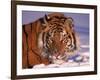 Siberian Tiger, Panthera Tigris Altaica-Lynn M^ Stone-Framed Photographic Print