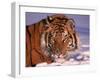 Siberian Tiger, Panthera Tigris Altaica-Lynn M^ Stone-Framed Photographic Print