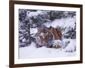 Siberian Tiger, Panthera Tigris Altaica-Lynn M^ Stone-Framed Photographic Print