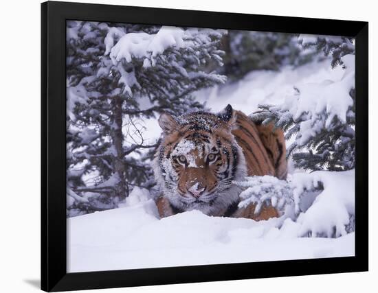 Siberian Tiger, Panthera Tigris Altaica-Lynn M^ Stone-Framed Photographic Print