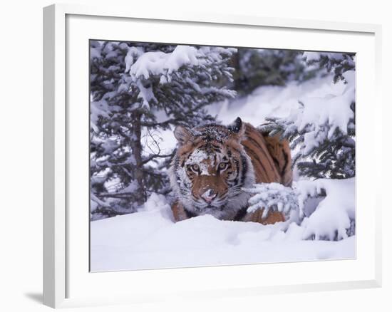 Siberian Tiger, Panthera Tigris Altaica-Lynn M^ Stone-Framed Photographic Print