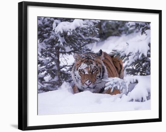 Siberian Tiger, Panthera Tigris Altaica-Lynn M^ Stone-Framed Photographic Print