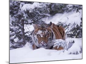 Siberian Tiger, Panthera Tigris Altaica-Lynn M^ Stone-Mounted Photographic Print