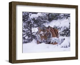 Siberian Tiger, Panthera Tigris Altaica-Lynn M^ Stone-Framed Photographic Print