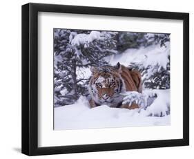 Siberian Tiger, Panthera Tigris Altaica-Lynn M^ Stone-Framed Photographic Print