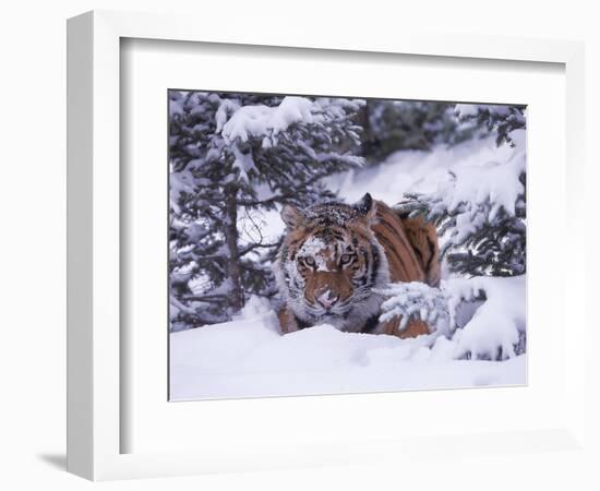 Siberian Tiger, Panthera Tigris Altaica-Lynn M^ Stone-Framed Photographic Print