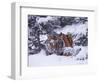 Siberian Tiger, Panthera Tigris Altaica-Lynn M^ Stone-Framed Photographic Print