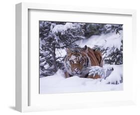 Siberian Tiger, Panthera Tigris Altaica-Lynn M^ Stone-Framed Photographic Print