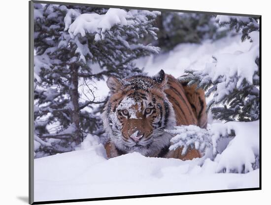 Siberian Tiger, Panthera Tigris Altaica-Lynn M^ Stone-Mounted Photographic Print
