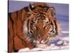 Siberian Tiger, Panthera Tigris Altaica-Lynn M^ Stone-Stretched Canvas