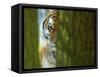 Siberian Tiger Partially Viewed Through Tree Trunks-Edwin Giesbers-Framed Stretched Canvas
