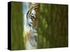 Siberian Tiger Partially Viewed Through Tree Trunks-Edwin Giesbers-Stretched Canvas