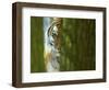 Siberian Tiger Partially Viewed Through Tree Trunks-Edwin Giesbers-Framed Photographic Print