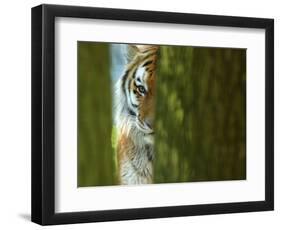 Siberian Tiger Partially Viewed Through Tree Trunks-Edwin Giesbers-Framed Photographic Print