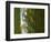 Siberian Tiger Partially Viewed Through Tree Trunks-Edwin Giesbers-Framed Photographic Print