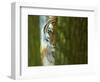 Siberian Tiger Partially Viewed Through Tree Trunks-Edwin Giesbers-Framed Photographic Print