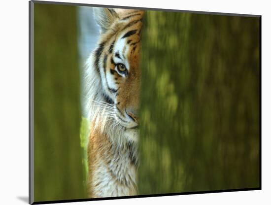 Siberian Tiger Partially Viewed Through Tree Trunks-Edwin Giesbers-Mounted Photographic Print