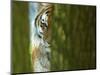 Siberian Tiger Partially Viewed Through Tree Trunks-Edwin Giesbers-Mounted Photographic Print