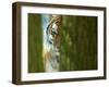 Siberian Tiger Partially Viewed Through Tree Trunks-Edwin Giesbers-Framed Photographic Print