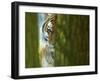 Siberian Tiger Partially Viewed Through Tree Trunks-Edwin Giesbers-Framed Photographic Print