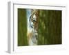 Siberian Tiger Partially Viewed Through Tree Trunks-Edwin Giesbers-Framed Photographic Print