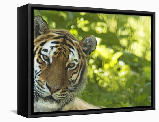 Siberian Tiger Portrait-Edwin Giesbers-Framed Stretched Canvas