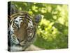 Siberian Tiger Portrait-Edwin Giesbers-Stretched Canvas