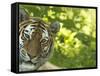 Siberian Tiger Portrait-Edwin Giesbers-Framed Stretched Canvas