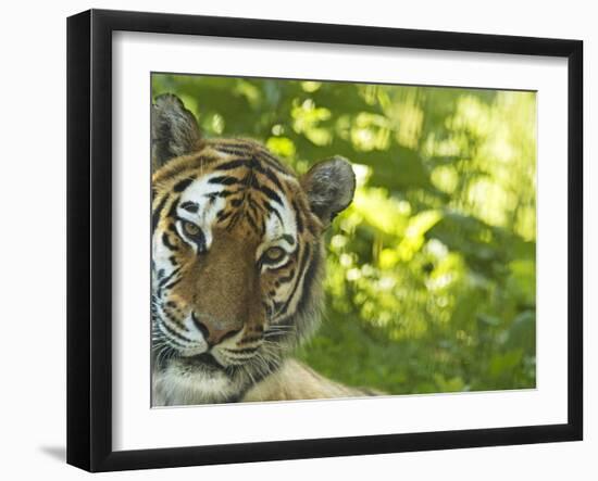 Siberian Tiger Portrait-Edwin Giesbers-Framed Premium Photographic Print