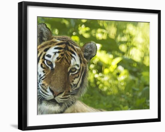 Siberian Tiger Portrait-Edwin Giesbers-Framed Photographic Print