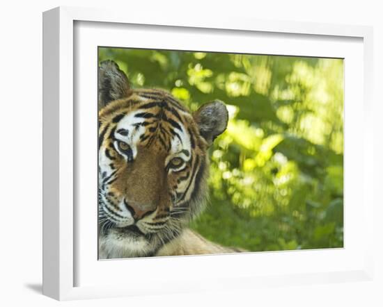 Siberian Tiger Portrait-Edwin Giesbers-Framed Photographic Print