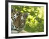 Siberian Tiger Portrait-Edwin Giesbers-Framed Photographic Print