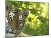 Siberian Tiger Portrait-Edwin Giesbers-Mounted Photographic Print