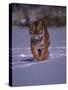 Siberian Tiger Running in the Snow-Lynn M^ Stone-Stretched Canvas