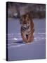Siberian Tiger Running in the Snow-Lynn M^ Stone-Stretched Canvas