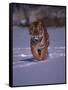 Siberian Tiger Running in the Snow-Lynn M^ Stone-Framed Stretched Canvas
