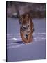 Siberian Tiger Running in the Snow-Lynn M^ Stone-Stretched Canvas